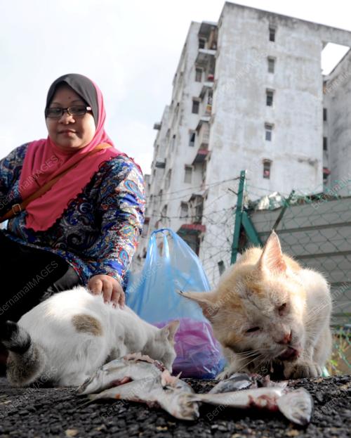 FEA05_05072015_KUCING