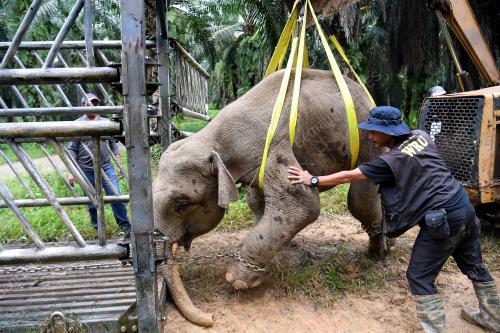 FEA05_06112019_GAJAH_BORNEO