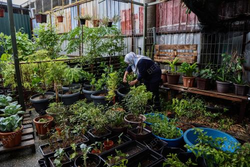 PROJEK KEBUN BANDAR DAMAI SARI DI PPR WANGSA SARI