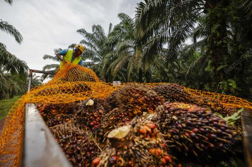 FGV HOLDINGS BHD