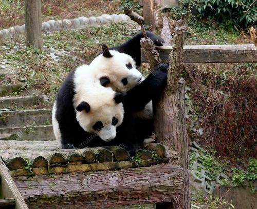 FEA05_13122012_PANDA