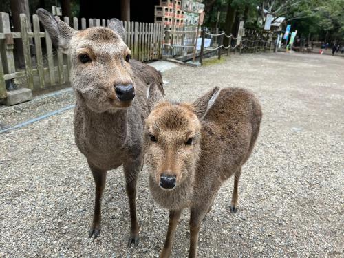 RUSA NARA