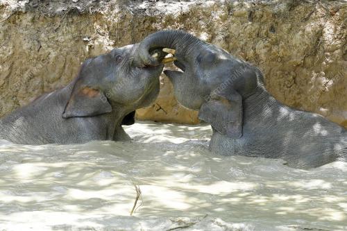 GAJAH PYGMY BORNEO