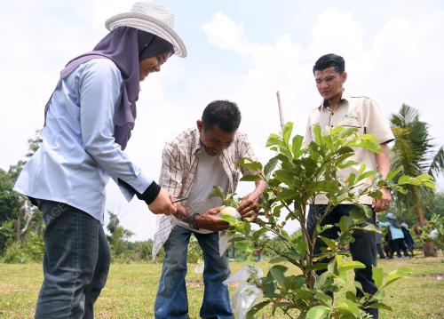 FEA05_16052019_KEBUN_JAMBU