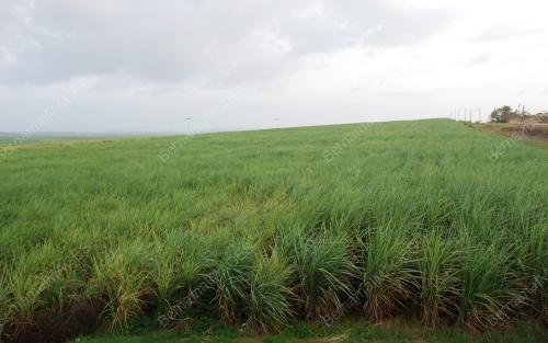 FEA05_17022012_LADANG_TEBU