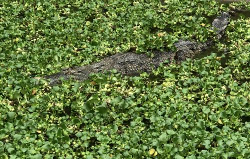 FEA05_17062018_CROCODILE