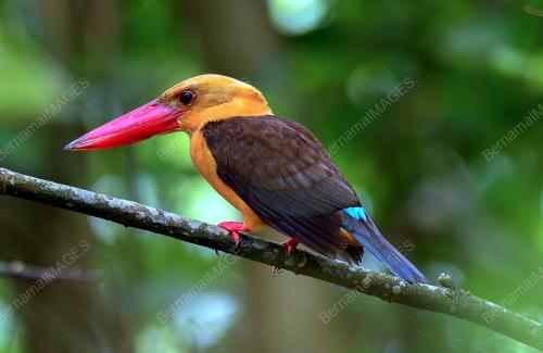 FEA05_18112014_RAJA_UDANG_1