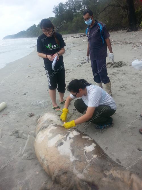 FEA05_19022016_DUGONG4