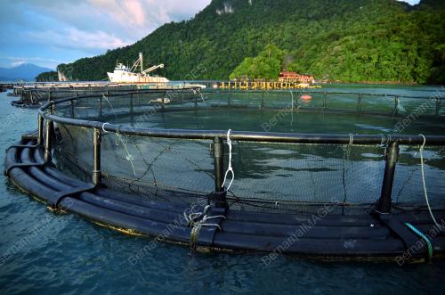 FEA05_19122014_SANGKAR_IKAN