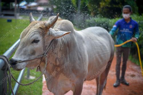 LEMBU PENARIK PEDATI