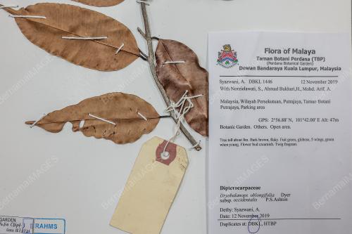 HERBARIUM DBKL