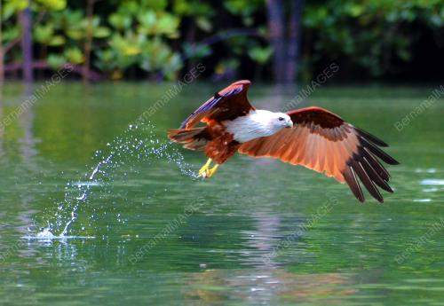 FEA05_23122014_LANGKAWI-BURUNG