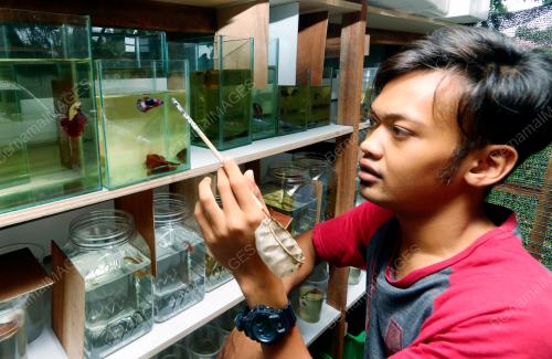 FEA05_26112018_IKAN_BETTA