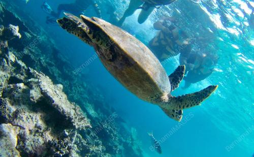 FEA05_26122018_MALDIVES
