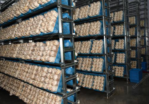 USAHAWAN CENDAWAN BOEY MUSHROOM