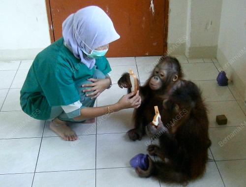 FEA06_03082012_ORANG_UTAN