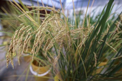 MARDI