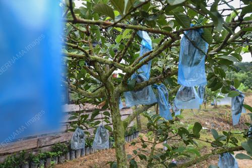 LABIS SUNRISE FARM