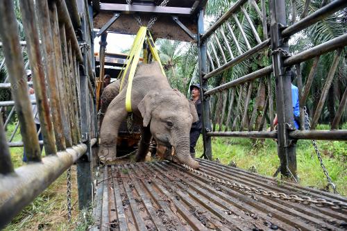 FEA06_06112019_GAJAH_BORNEO