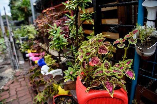 PROJEK KEBUN BANDAR DAMAI SARI DI PPR WANGSA SARI