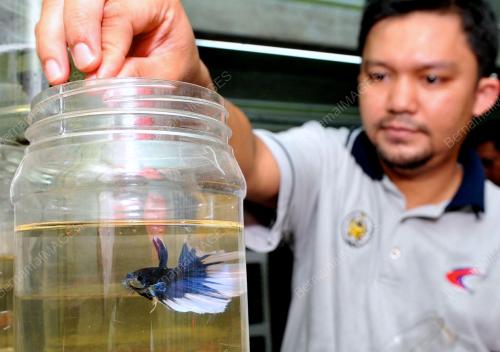FEA06_10042012_IKAN_LAGA
