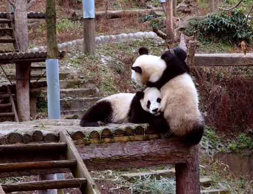 FEA06_13122012_PANDA