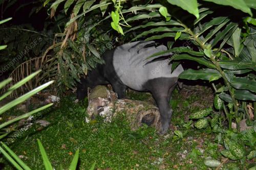 TAPIR