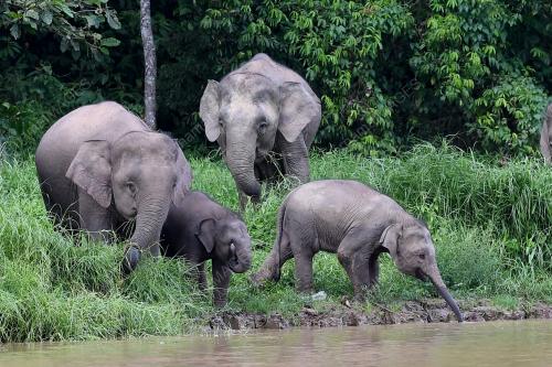 GAJAH PYGMY BORNEO