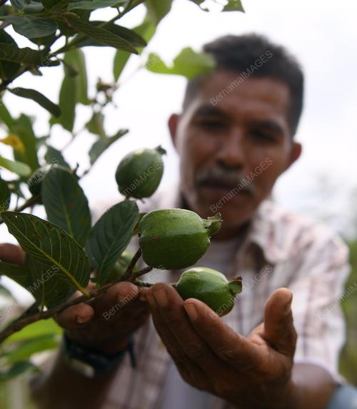 FEA06_16052019_KEBUN_JAMBU