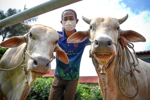 LEMBU PENARIK PEDATI