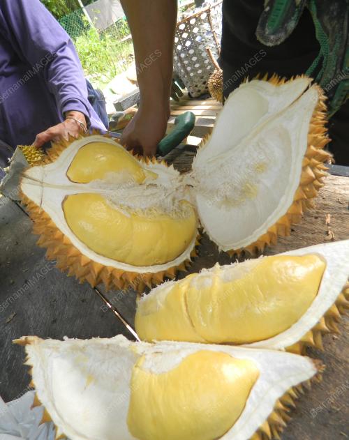FEA06_23032018_DURIAN