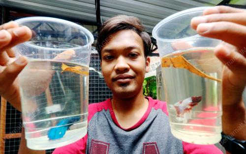FEA06_26112018_IKAN_BETTA