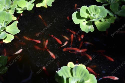 FEA06_27112018_IKAN_BETTA