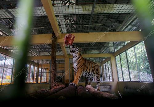 PENJAGA HARIMAU MALAYA DI NWRC