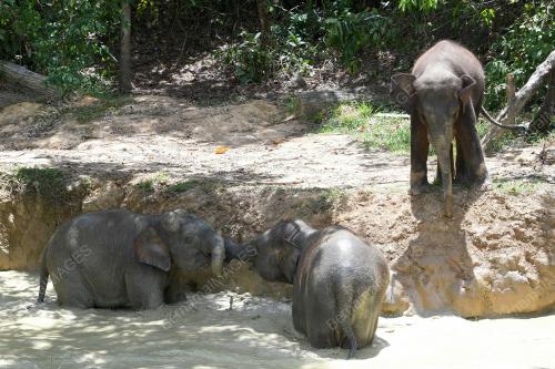 FEA07_05112019_GAJAH_BORNEO
