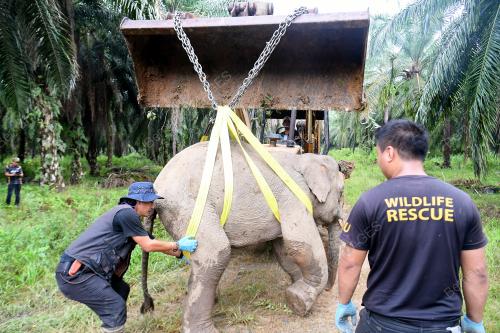 FEA07_06112019_GAJAH_BORNEO
