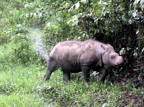 FEA07_08022012_RHINO
