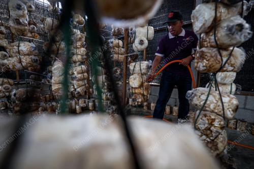 CENDAWAN TIRAM SUTERA