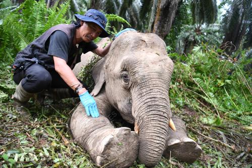GAJAH PYGMY BORNEO