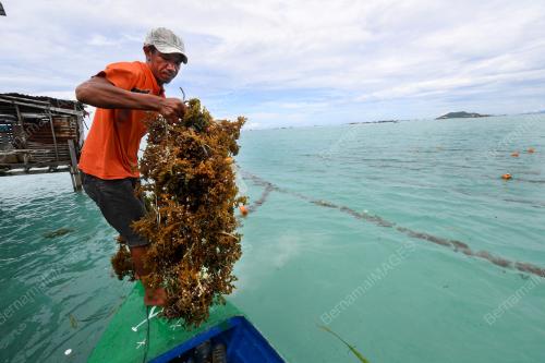 RUMPAI LAUT