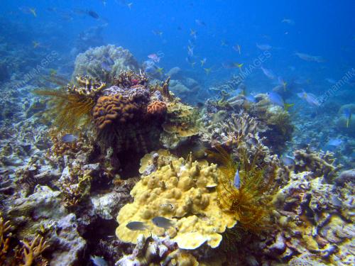 FEA07_18112015_TAMAN_LAUT