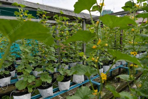 CITYFARM