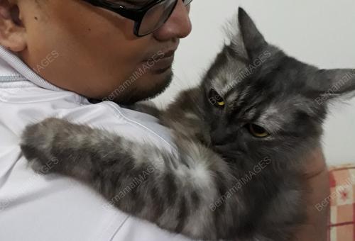 FEA07_21072017_KUCING