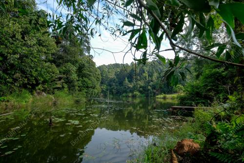 HUTAN DIGONDOLKAN UNTUK PEMBANGUNAN