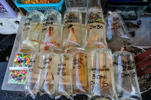 IKAN HIASAN PASAR PUDU