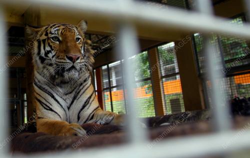 PENJAGA HARIMAU MALAYA DI NWRC