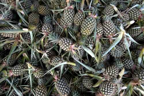 FEA08_03042019_PETANI