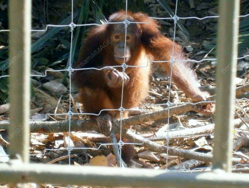 FEA08_03082012_ORANG_UTAN