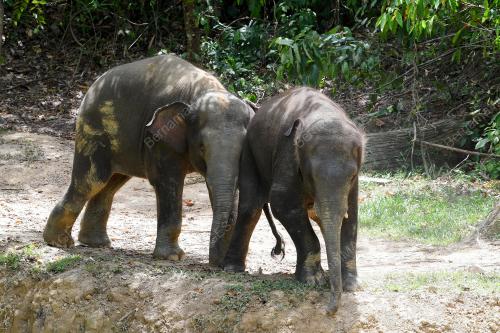 FEA08_05112019_GAJAH_BORNEO