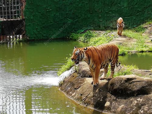FEA08_08022018_ZOO